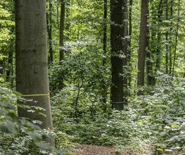 FriedWald Kamenz Bild 13