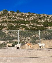 A Dog's World image 14