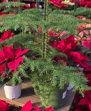 Pépinière des Aspres image 8