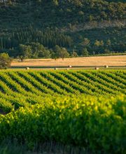 Caveau de Jalès image 6