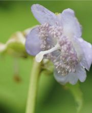 Staudenwerk GmbH Bild 8