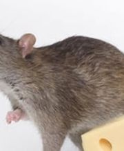 AXEL Schädlingsbekämpfung e. K. Bild 2