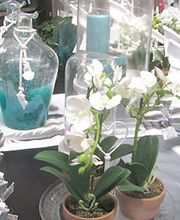 MimosaHomeGarden1.jpg