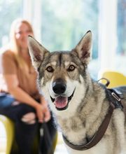 Tierarzt Gütersloh, Kleintierpraxis Isselhorst Bild 4