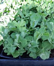 BJL Potager image 16