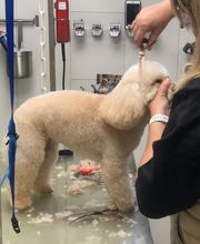 Armelle Toiletteuse Chiens Et Chats image 15