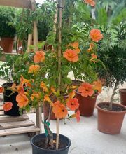 Les Jardins de la Méditerranée image 10
