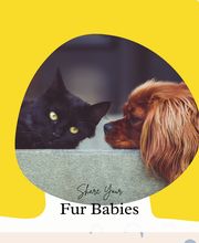 Canine Country Club & Feline Inn image 17