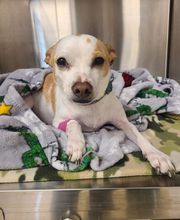 Back Mountain Veterinary Hospital image 4