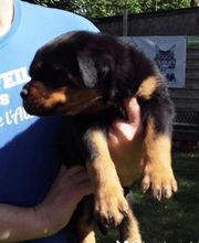 Elevage Des Princes De L'albinol image 9