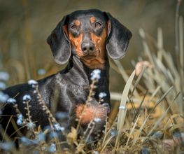 Hunde-Shooting-Outdoor-Klick-Moment-Fotostudio-Gera-Zwoetzen-Buergerhof.jpg