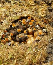 Stop Guêpes & Frelons image 2