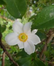 Luca Antonini Giardinieri Paesaggisti Bild 5