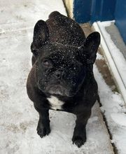 The Pet Wellness Group: Florence image 9