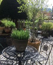 Blumen Diener Bild 11