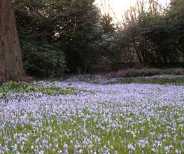 Hunziker Garten AG Bild 3