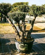 Cultur'Arbres image 8