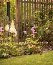 Ameline Arbora image 11