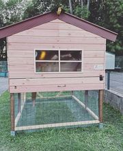 Poule à Dom ECO VERTU SOLUTIONS image 14