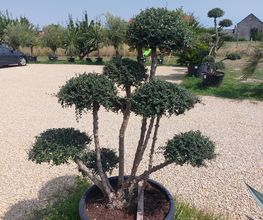 LM VEGETAL image 10