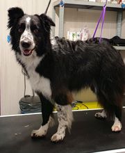 Salon de Toilettage le Poil Rebelle image 3