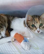 centro veterinario azuqueca imagen 17