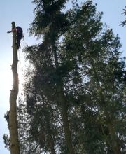 TC-Gartenbau Bild 10
