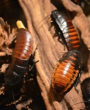 Schabenbekämpfung - Mr. Motte - Schädlingsbekämpfung - Hamburg