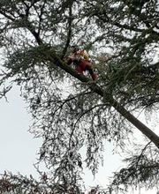 Wintrestin image 6