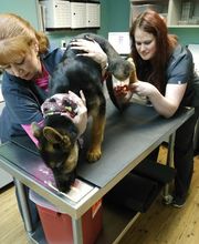 Harvey Animal Hospital image 11