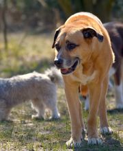 Dr. med. vet. Stephanie Adams - Tierverhaltenstherapie Bild 2