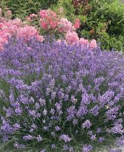 Thorsten Gehring Bild 4