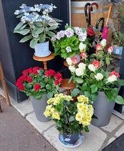 Succulentes & Orchidees image 1