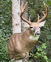 Arrowed 1 Taxidermy image 15