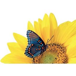 Blumen Siebrecht