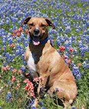 Lone Star Animal Hospital image 1