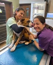 Toro Park Animal Hospital image 7