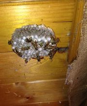 Stop Nuisibles 03 image 3