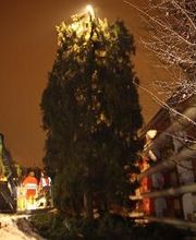 Spycher Baumpflege GmbH Bild 11