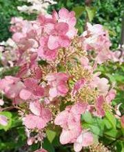 Baumschule Goßner Bild 19