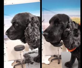 Hundesalon Farah Bild 7