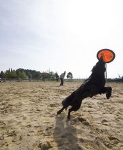 Piolcan Adiestramiento Canino y centro de formación imagen 4