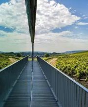 Champagne Collet image 9