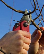 Bösch-Gärten AG Bild 3