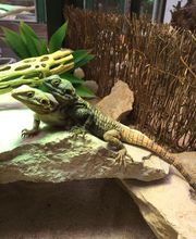 Reptiland image 3