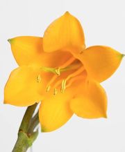 Barbara Rossi Consulente Certificata Fiori di Bach BFRP e Fiori Australiani ABFE immagine 4