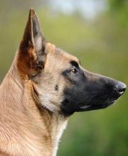 KYNOS - JORIS LOEFF Éducateur comportementaliste canin image 11