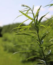 Systom des Pyrénées image 5