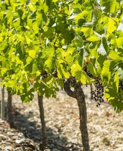 Caveau de Jalès image 1