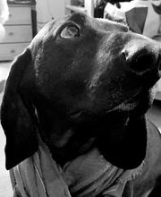 Preiss Heinrich Dr. med. vet. Fachtierarzt für Kleintiere Bild 4